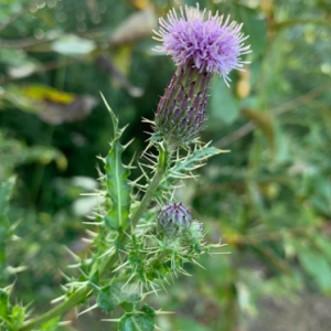 Notice To Control Noxious Weeds